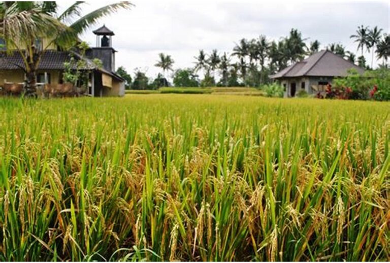 rice11